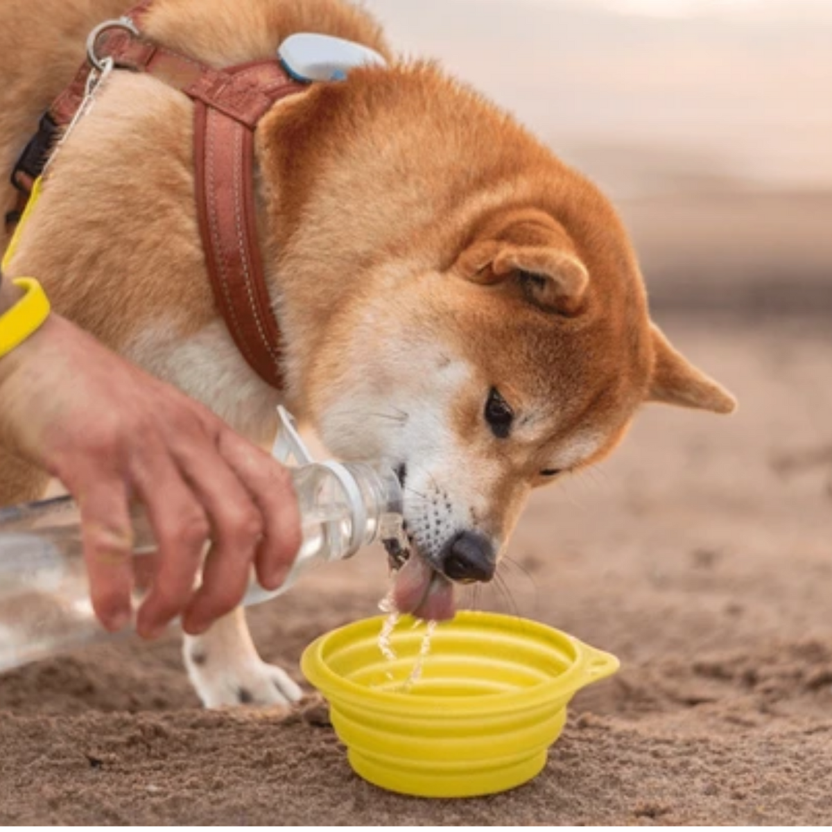 Pet Travel Bowl