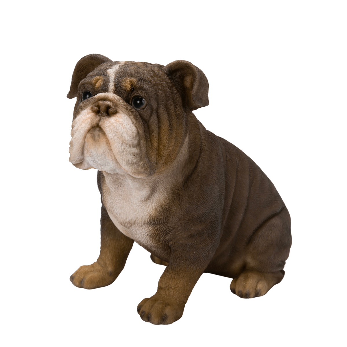 Bulldog Lilac Tricolor