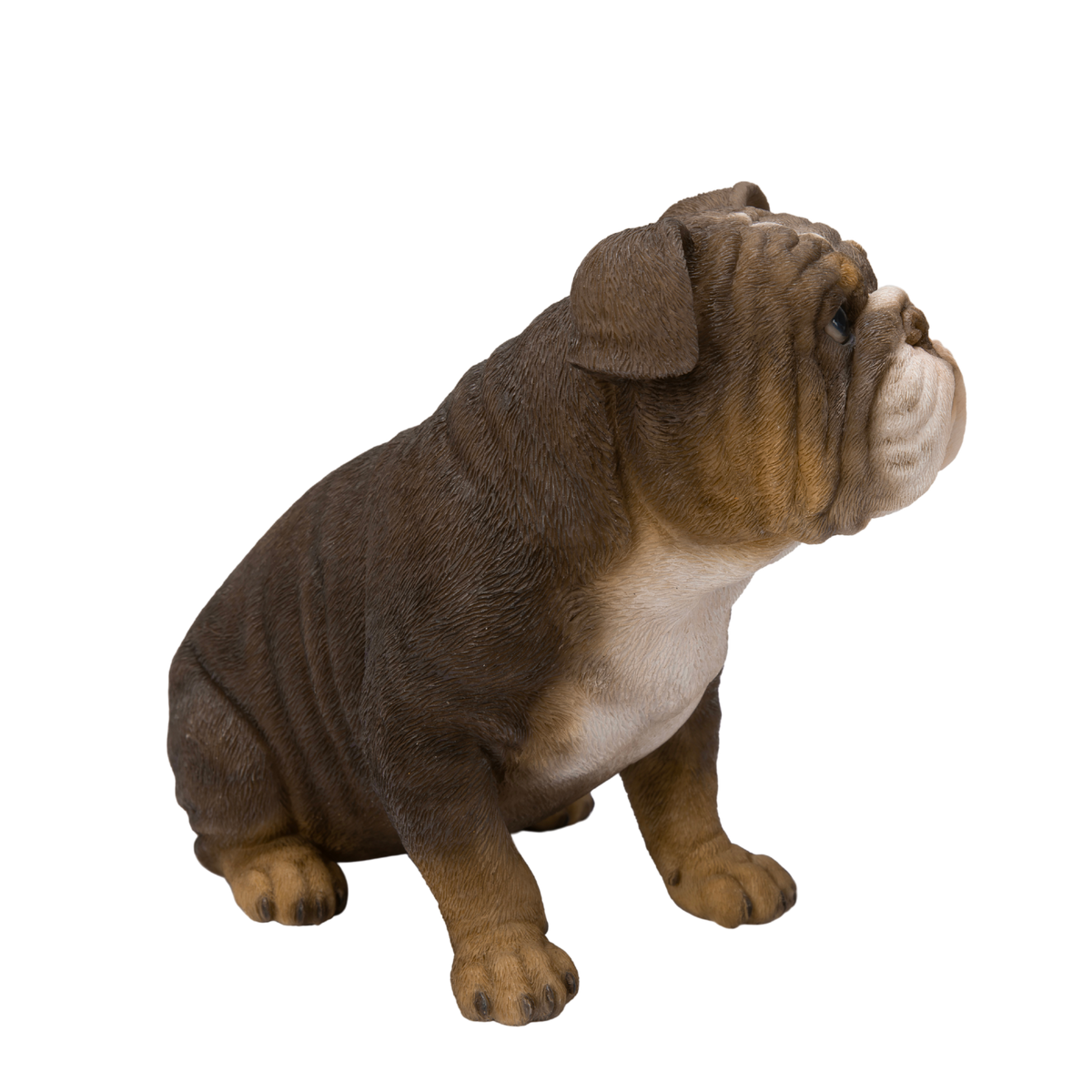 Bulldog Lilac Tricolor