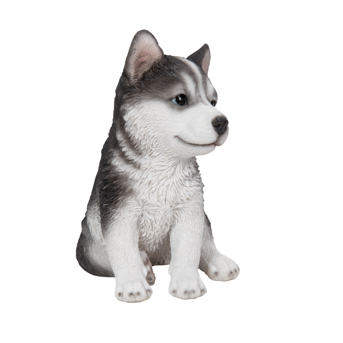 Husky Puppy