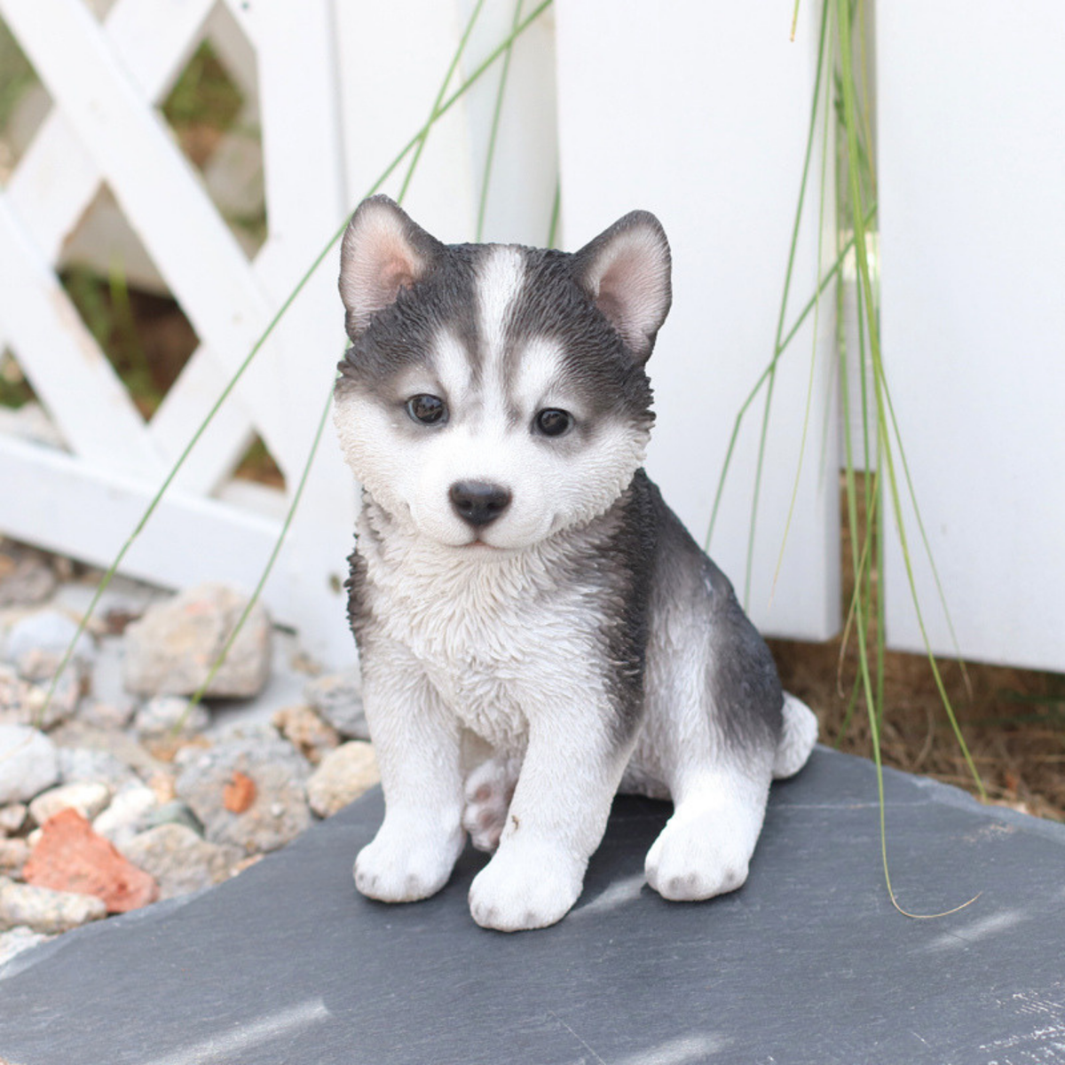 Husky Puppy