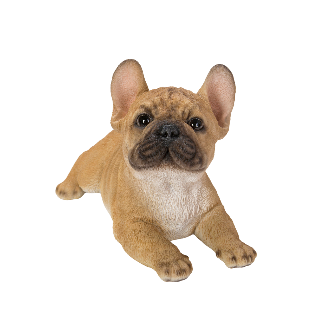 Lying French Bulldog Puppy