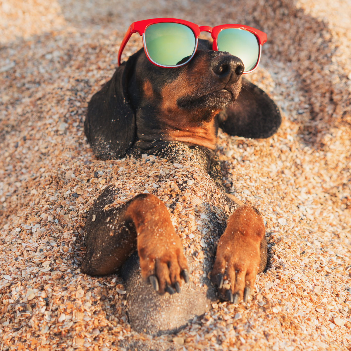 The 7 Daily Habits That Add Years to Your Dog’s Life