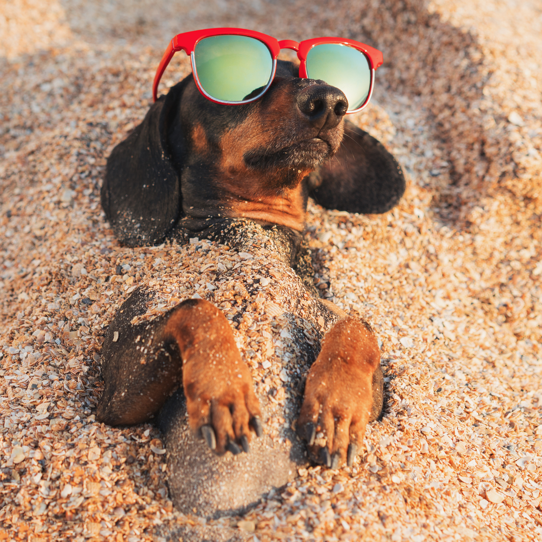 The 7 Daily Habits That Add Years to Your Dog’s Life