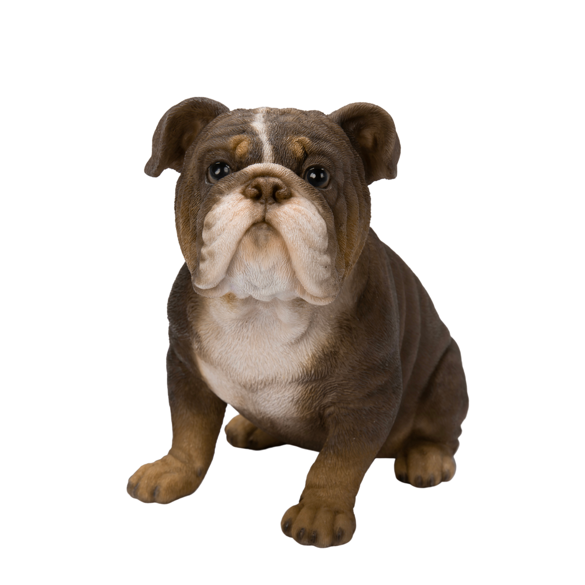 Bulldog Lilac Tricolor