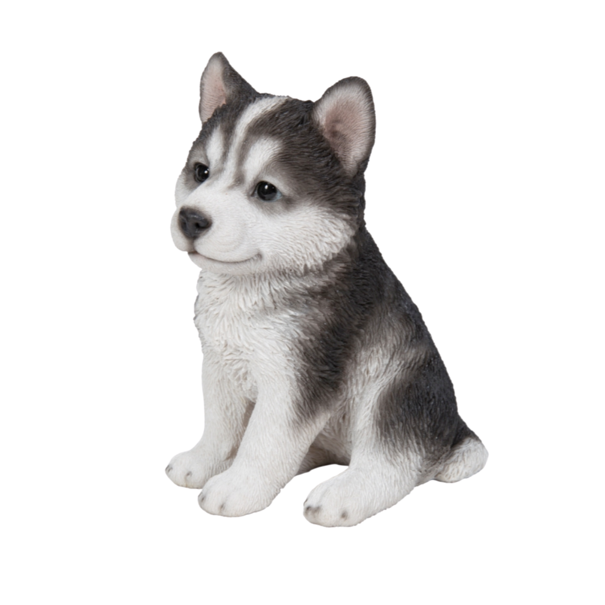 Husky Puppy