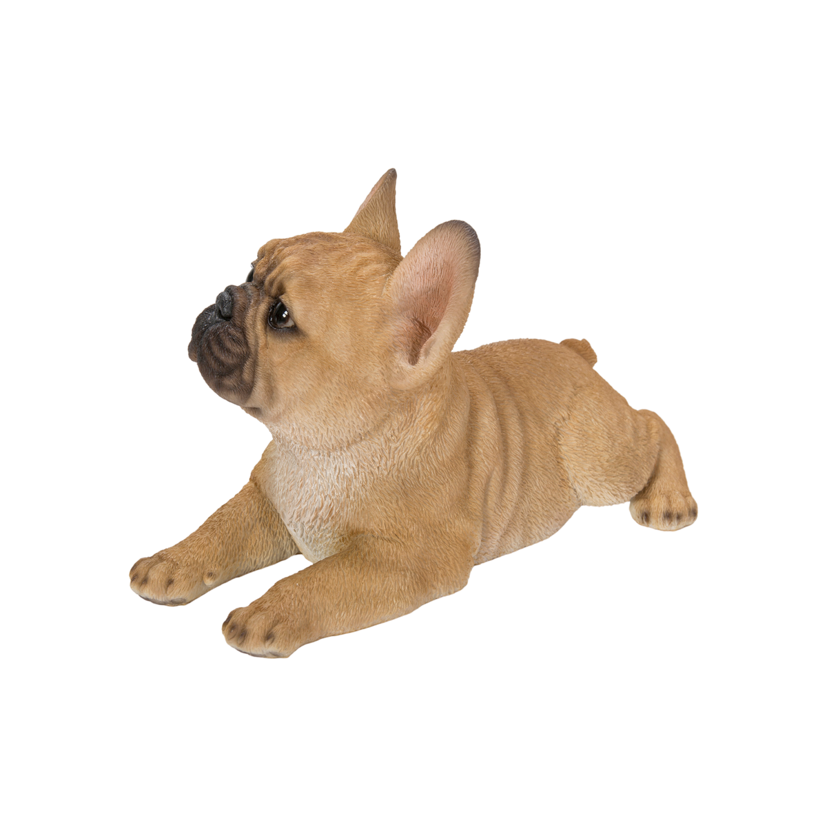 Lying French Bulldog Puppy