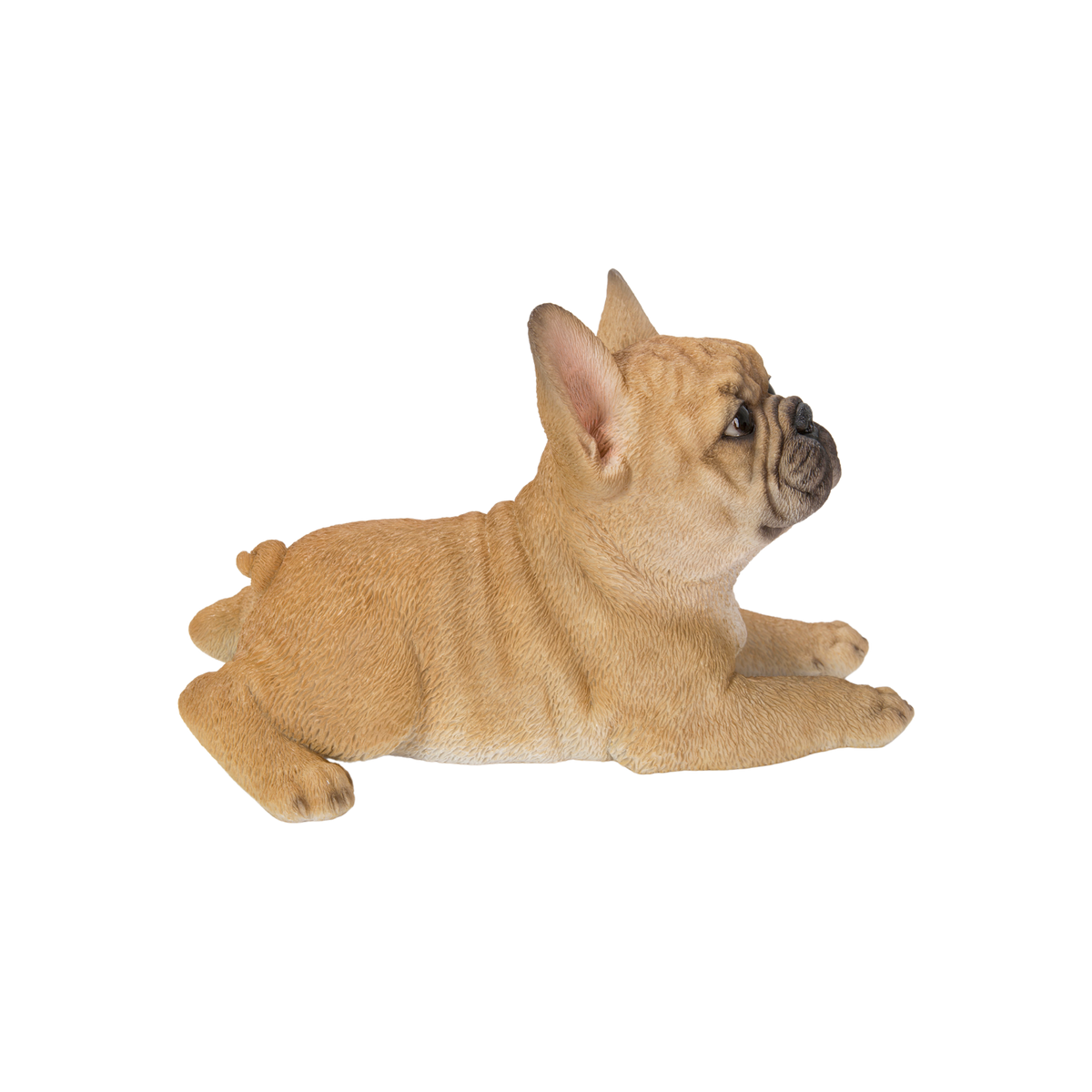 Lying French Bulldog Puppy