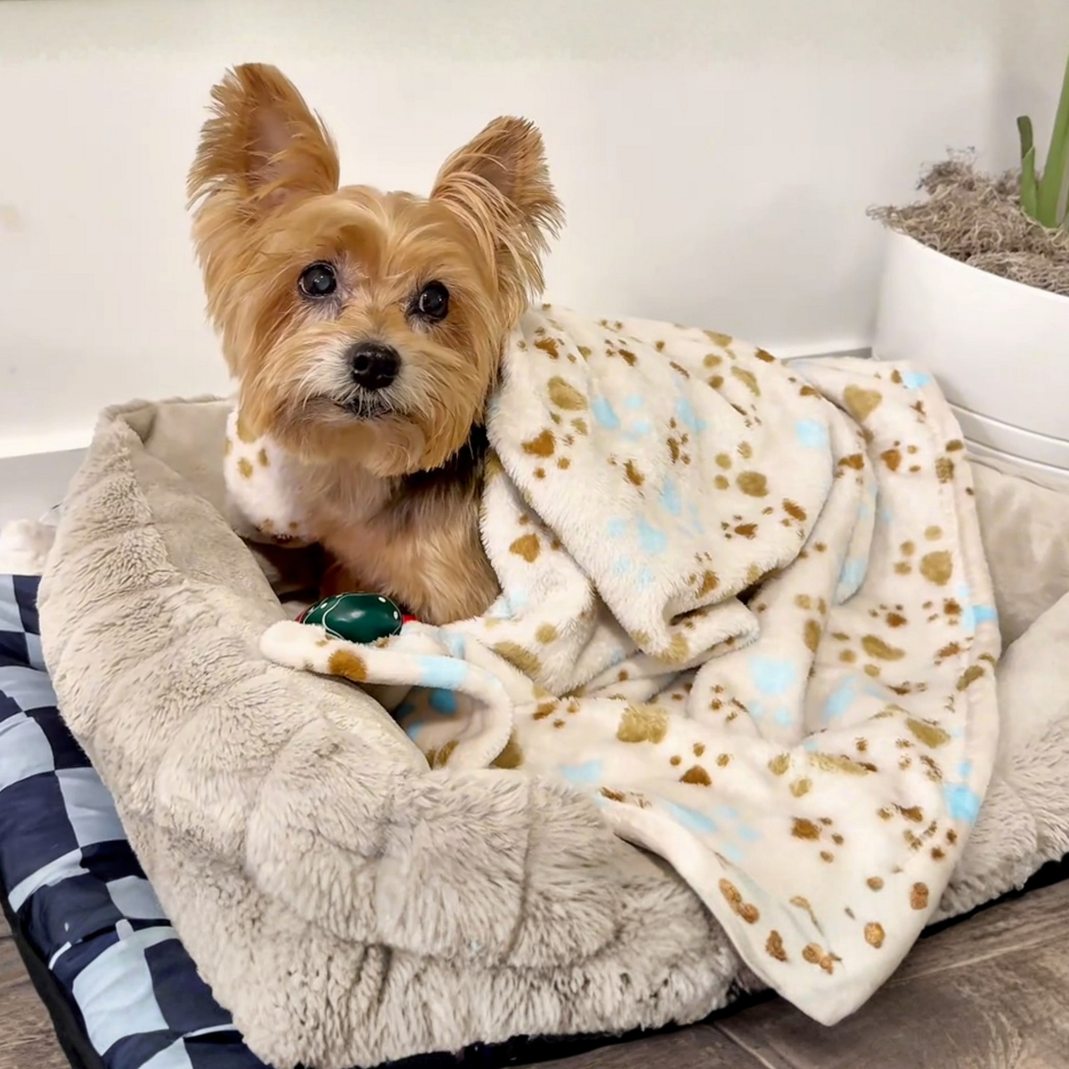 SoftPaws 3-Pack Blankets