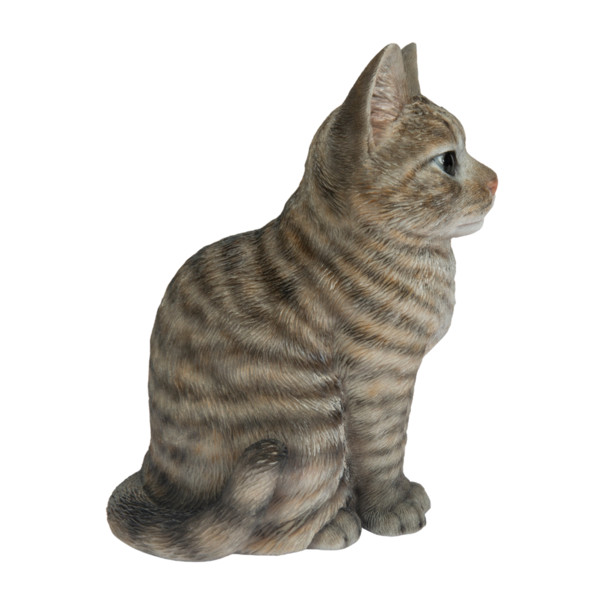Tabby Cat
